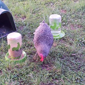 The boss eating some bugs next to the chick feed.