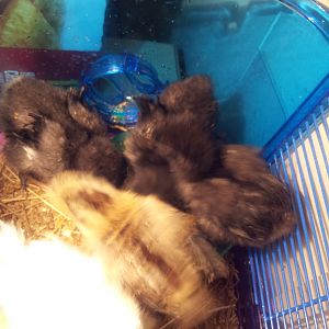 our new baby chicks silkies and frizzzies