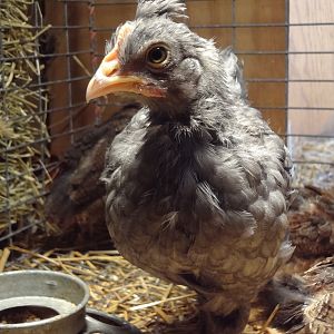 this bird is an Olive Egger BUT where did he get that mohawk????
