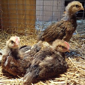 my 4 week old Welsummer chicks---it is starting to look like 1 hen, 2 roos  :-(