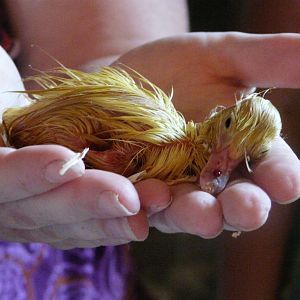 This was Freddie, just minutes after I found him abandoned on the floor of the chicken coop. He has blood on his bill because his mother attacked him and tried to kill him.