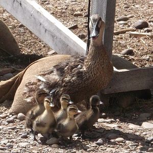 Freddie's mama and siblings...