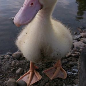 Freddie at the pond