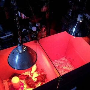 New and improved brooder box, dual-zone.