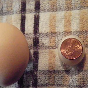 egg found 4-12-12