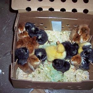 21 baby chix and 2 ducks arived safe & sound. sad to say, i didn't survive the trip :-(