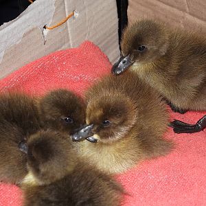 duck hatch 018.JPG