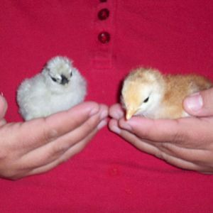 I am holding the largest silkie baby (2 days) and the smallest rir chick (9 days).  rir is laying down and silkie is standing