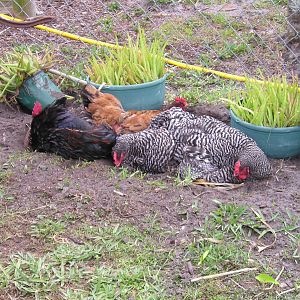 Dust bathing