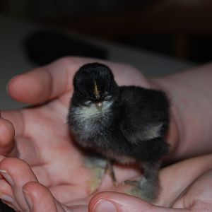 Lil Bear.  Baby frizzle and the smallest of the hatch.