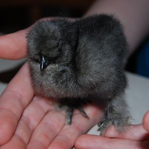 Storm.  Hope it is a hen.  So soft and sweet, I just love the silkies.