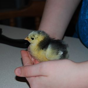 Lillyann.  My oldest daughter named this cute frizzle.