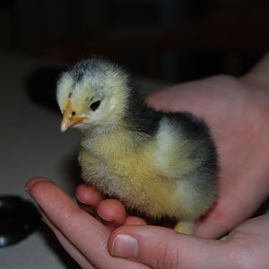 Lillyann again.  She is very aware of her surroundings. (frizzle)