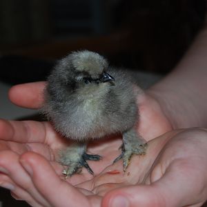 Dusk.  Our second silkie.  Very sweet.