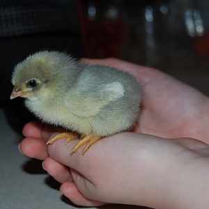Lavender.  1st of our "surprise" south american chicks.  Gorgeous color.