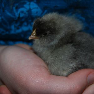 Last chick hatched...she waited until 1 a.m. when I had finished my book and finally turned out light to go to sleep to hatch!  One of two "surprise" south american babies we got...looking forward to seeing her grown.  Bandit