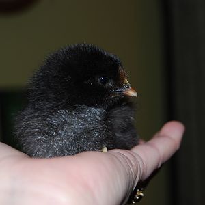 Izzy or Isabelle.  This is our only "big" chick we hatched.  Orpington, we think she is an isabelle....
