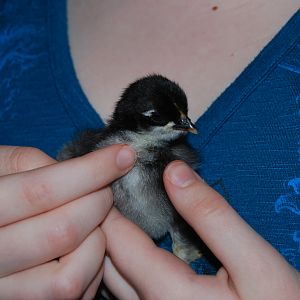 Zoria in my younger daughter's hands.