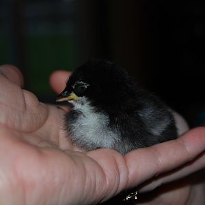 Zoria...frizzle