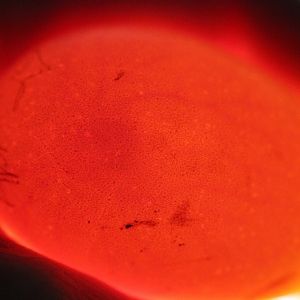 Baby developing  April 13
this is Day 5