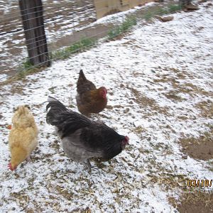 The flocks first snow