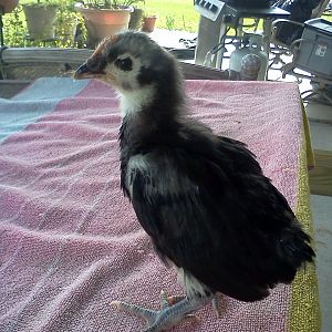 Aussie