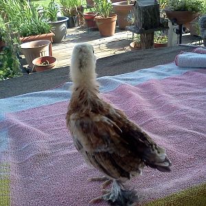 Gertrude