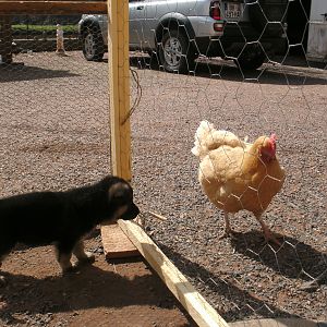 Honey ignoring a curious puppy