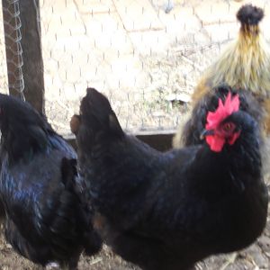 My two black pullet's
