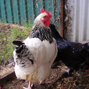 Sessex and not sure want breed the black chicken is.