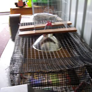 My Chick Brooder