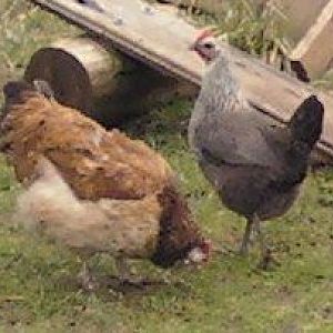 Salmon FaverolleX and Egyptian Fayoumis mix.

2 Fayoumis avail 4SALE/TRADE