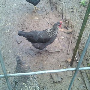 4SALE/TRADE One of 3 Salmon Faverollemix/ Buff Orpington/BSL mixes
