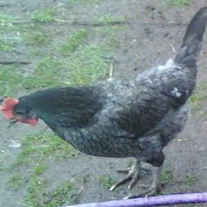 4SALE White Splash Cuckoo Marans/Blue Andalusian pic 2 ~ shows her lacing