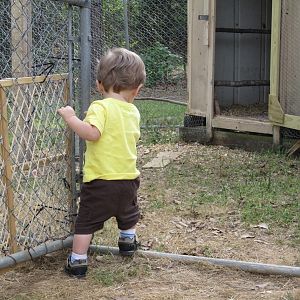 My 11 month old loves his Chick Chicks!