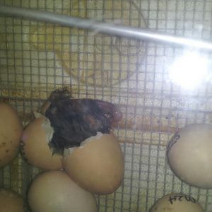 Hatching chick April 14 8:30 am