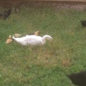 photo.JPG

Ducks out enjoying the day