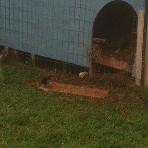 photo(1).JPG

chicks at the door of the coop