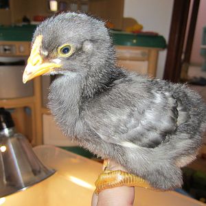Barred Rock?