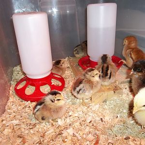 Newest Chicks