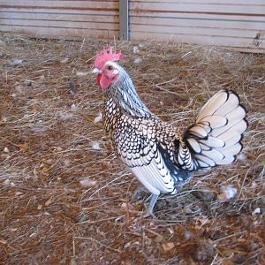 Mini Roo...also known as lightning. Sebright Bantam