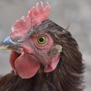 "Harley"
RIR
Cockerel
Age: 3 months