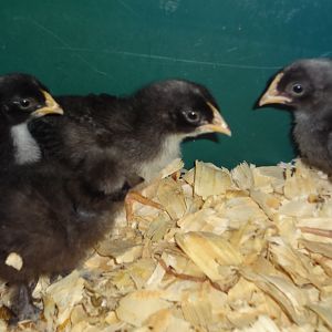 new chicks--pic taken 03-27-2012 (born 03-10-2012)
3 OliveEggers (Marin x Cream legbar)