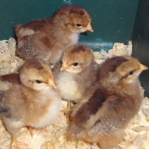Welsummer chicks at approximately one week old (hatch date 03-15-12)