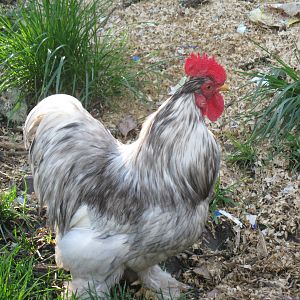 Henny Goodhen, 2 year old bantam rooster. He is a Great Rooster, very personable and takes great care of his 5 hens.