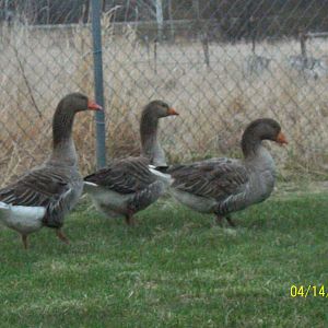 Toulouse Geese