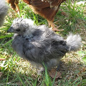 Grendel, 5 weeks