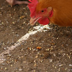 Buff Orpington