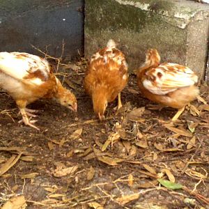 Left to right:  Sandy, Annie Oakleaf, and Minik