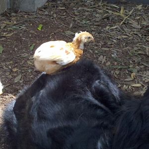 Our adopted farm dog is a chick magnet!